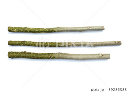 酔芙蓉　挿し木で増やす （ fix撮影 ） 89286388