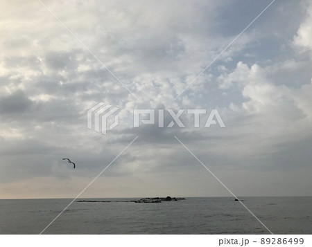海の上を飛ぶかもめ① 89286499