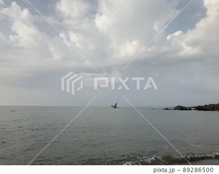 海の上を飛ぶかもめ② 89286500