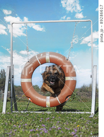 training of agility 89286617