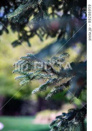 Close up of fir tree branches Close up of fir tree branches 89286959