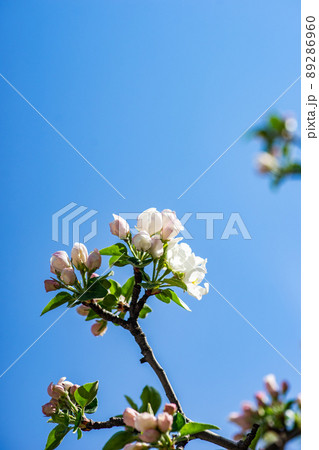 Blooming of fruit tree in the garden Blooming of fruit tree in the garden 89286960
