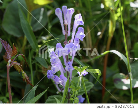 タツナミソウ 89287015