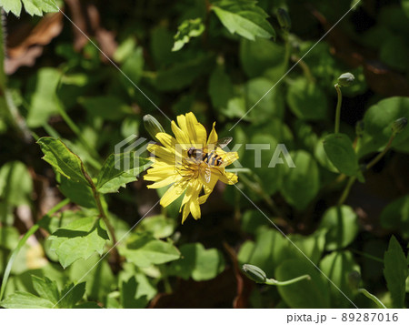 ジシバリの花とヒメヒラタアブ 89287016