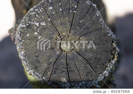 Old cut tree branches in the garden. Cracked, faded wood background. Old cut tree branches in the garden. Cracked, faded wood background. 89287066