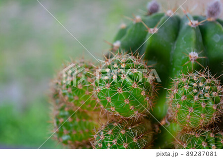 Cactus on the windowsill with a blurry fot and unblown buds. Beautiful green background, 89287081