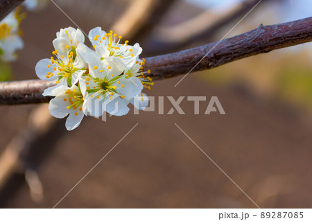 Flowering fruit trees. Branch with plum flowers. Beautiful Inflorescence on a warm background 89287085