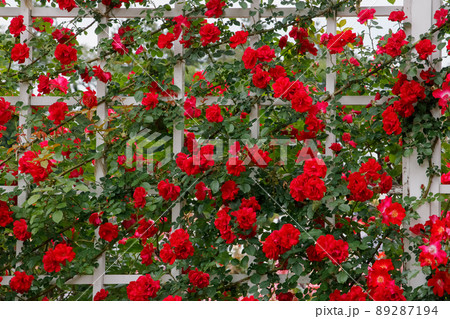 赤いつたバラと白いフェンス 89287194