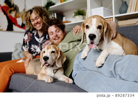 Portrait of pampered terriers lying on sofa together with their owner who lying on sofa and laughing with his girlfriend Portrait of pampered terriers lying on sofa together with their owner who lying on sofa and laughing with his girlfriend 89287334