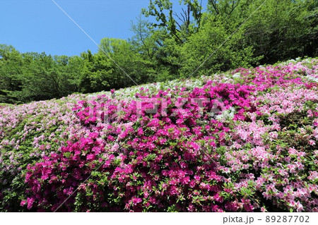 なるかわ園地のツツジ 89287702