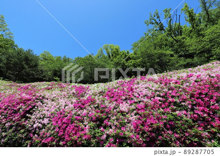 なるかわ園地のツツジ 89287705