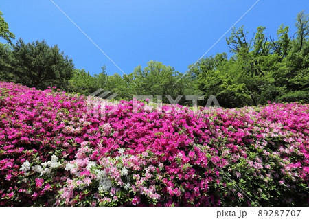なるかわ園地のツツジ 89287707