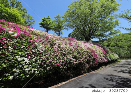 なるかわ園地のツツジ 89287709
