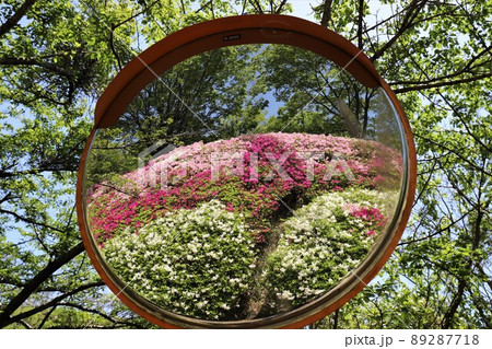 なるかわ園地のツツジ 89287718