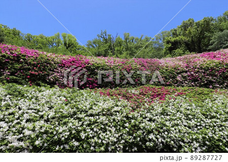 なるかわ園地のツツジ 89287727