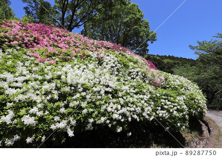なるかわ園地のツツジ 89287750