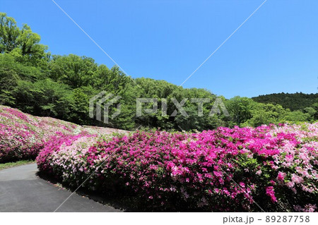 なるかわ園地のツツジ 89287758