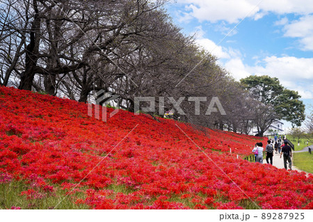 埼玉県　権現堂の彼岸 89287925