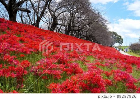 埼玉県　権現堂の彼岸 89287926