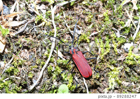 ベニカミキリ 89288247