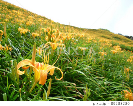 Close up shot of the orange daylily blossom over the Sixty Stone Mountain Close up shot of the orange daylily blossom over the Sixty Stone Mountain 89288280