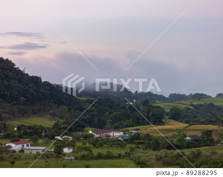 Morning view of the orange daylilies and landscape Morning view of the orange daylilies and landscape 89288295