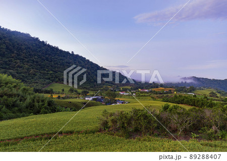 Morning view of the orange daylilies and landscape Morning view of the orange daylilies and landscape 89288407