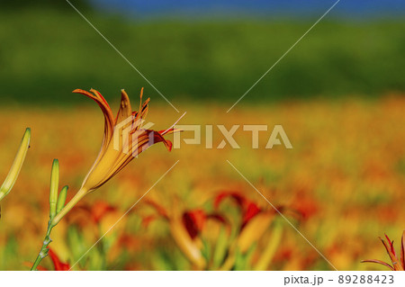 Close up shot of the orange daylily blossom over the Sixty Stone Mountain Close up shot of the orange daylily blossom over the Sixty Stone Mountain 89288423
