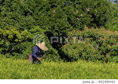 Farmer was busy Harvest the daylily in Sixty Stone Mountain Farmer was busy Harvest the daylily in Sixty Stone Mountain 89288440