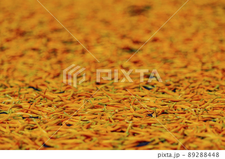 Morning view of the orange daylilies drying on ground Morning view of the orange daylilies drying on ground 89288448