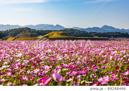 宮崎　西都原　古墳と秋桜 89288466