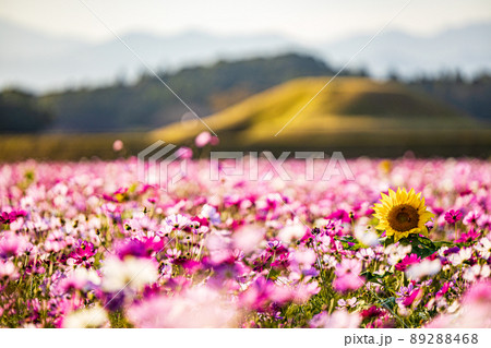 宮崎 西都原 古墳と秋桜とひまわり 宮崎 西都原 古墳と秋桜とひまわり 89288468