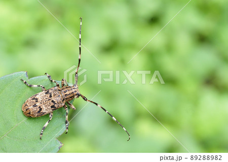 ナガゴマフカミキリ 89288982
