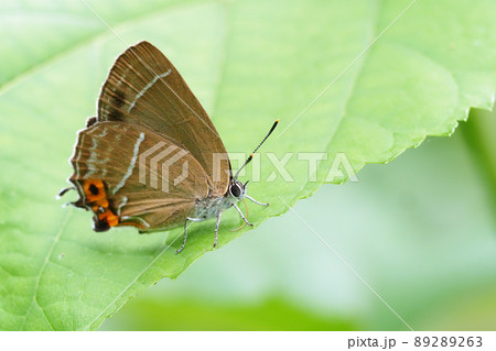 ミドリシジミ 89289263
