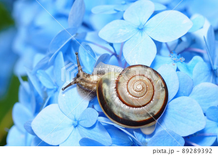 カタツムリとアジサイの花 カタツムリとアジサイの花 89289392