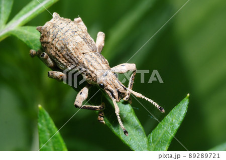 シロコブゾウムシ シロコブゾウムシ 89289721