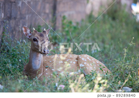 Spotted deer Spotted deer 89289840