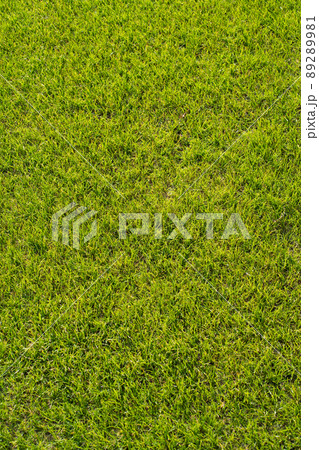 芝生＜春＞ 89289981
