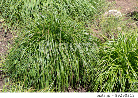 Pennisetum alopecuroides,the Chinese pennisetum, Chinese fountaingrass ornamental grass Pennisetum alopecuroides,the Chinese pennisetum, Chinese fountaingrass ornamental grass 89290215