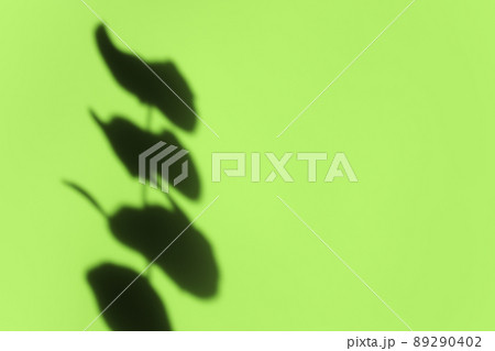 Creative copyspace with shadows on a shiny soft green wall. Top view of leaves shadows on the pink background. Flat lay style. Minimal summer concept with tree leaf Creative copyspace with shadows on a shiny soft green wall. Top view of leaves shadows on the pink background. Flat lay style. Minimal summer concept with tree leaf 89290402