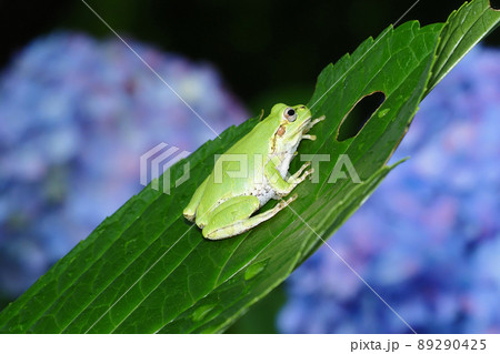 ニホンアマガエルとアジサイの花 ニホンアマガエルとアジサイの花 89290425