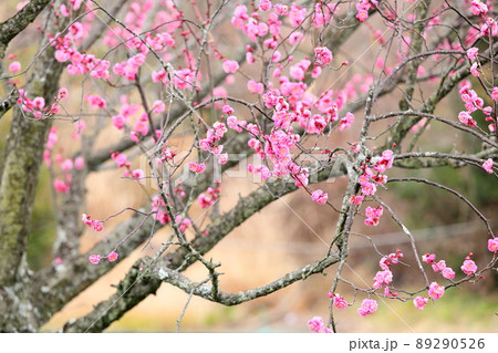 梅の花 ピンクしだれ梅 梅の花 ピンクしだれ梅 89290526