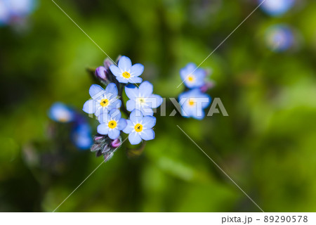 ワスレナグサの花 ワスレナグサの花 89290578