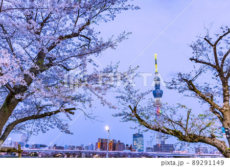 桜と東京スカイツリー　東京春風景 89291149