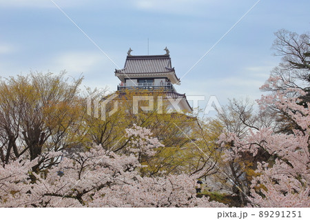 満開の桜が咲く中、鶴ヶ城の天主閣が美しく浮かび上がります 満開の桜が咲く中、鶴ヶ城の天主閣が美しく浮かび上がります 89291251