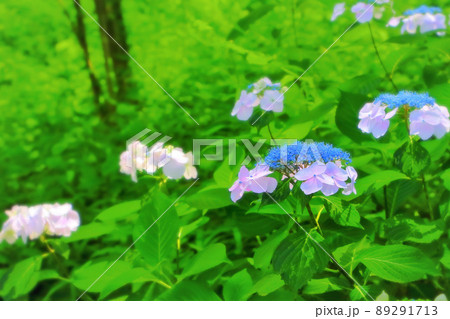 新緑と爽やかな紫陽花の花 新緑と爽やかな紫陽花の花 89291713