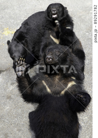 〔岐阜県高山市・奥飛騨クマ牧場・8月〕立候補するツキノワグマ 〔岐阜県高山市・奥飛騨クマ牧場・8月〕立候補するツキノワグマ 89291782