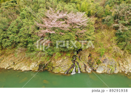 椎葉ダムの湖畔の桜の空撮 89291938
