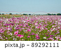 鴻巣のコスモス畑 89292111