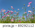 鴻巣のコスモス畑 89292112